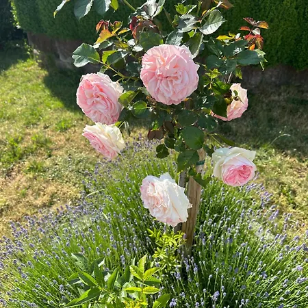 Sauer 公寓 Tiefenbach (Rhein-Hunsruck)