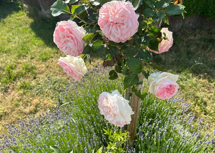 Sauer Apartament Tiefenbach (Rhein-Hunsruck)